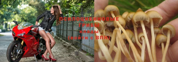 PSILOCYBIN Волосово